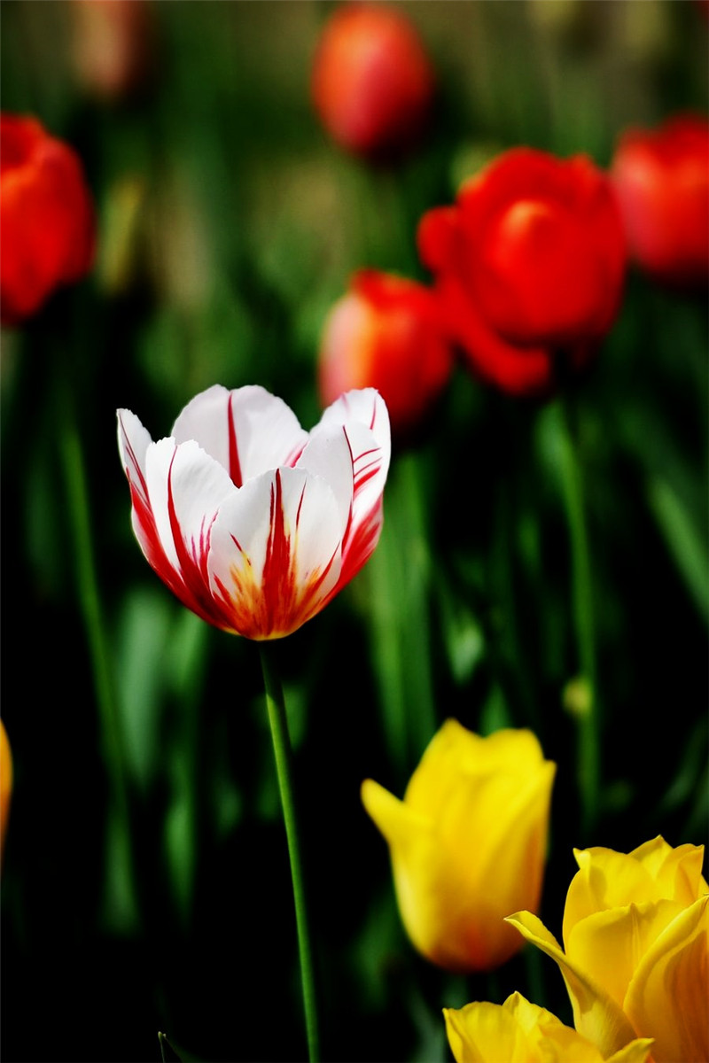 原创世界上最珍贵的三种花看上去像个冰淇淋实际价值不菲