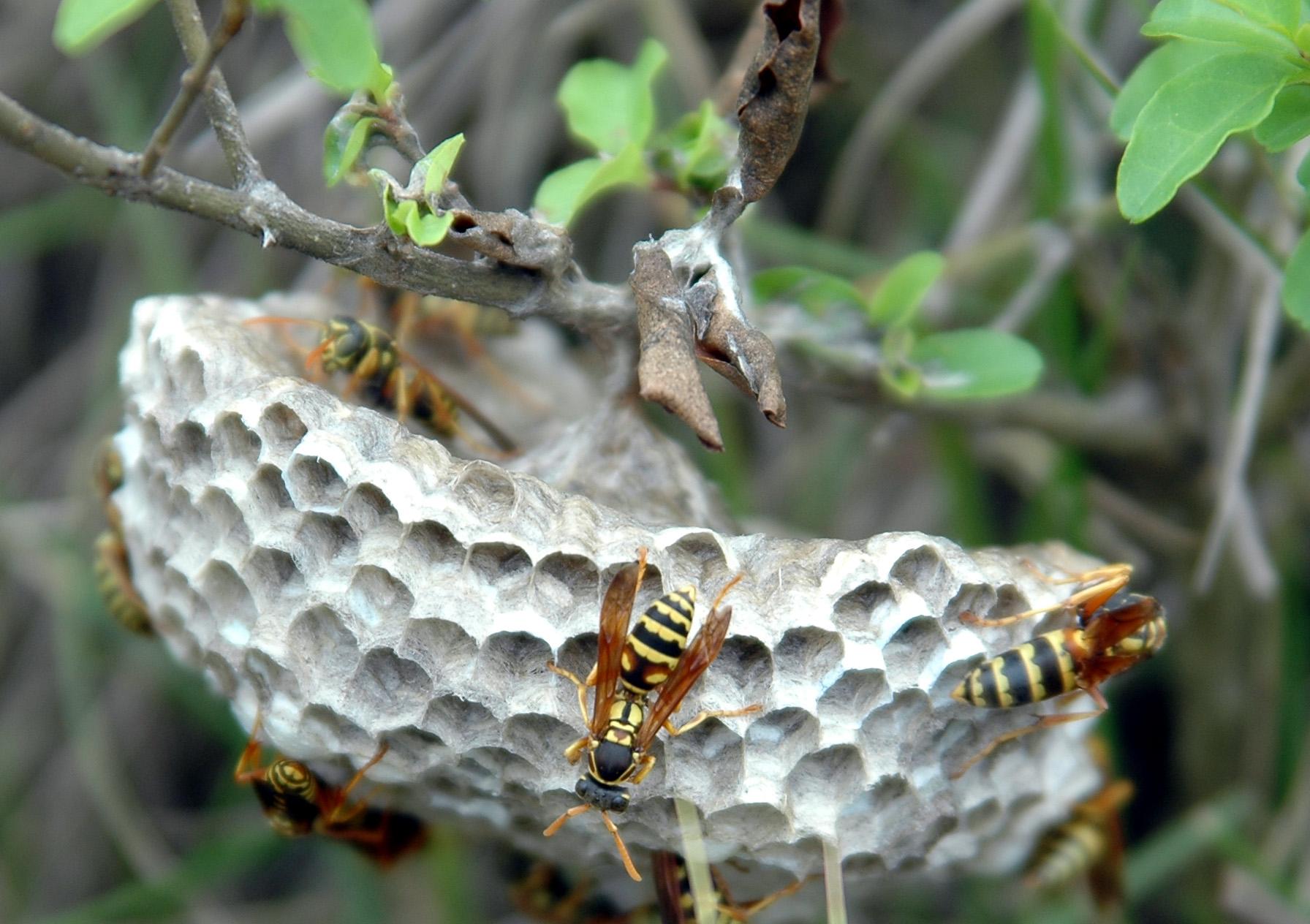 马蜂:马蜂,学名"胡蜂",又称为"蚂蜂"或"黄蜂".
