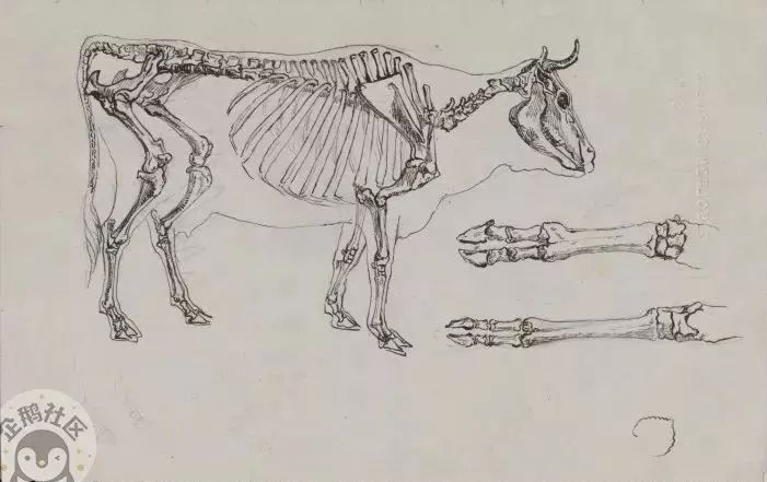 世界上第一套绘本彼得兔经典故事