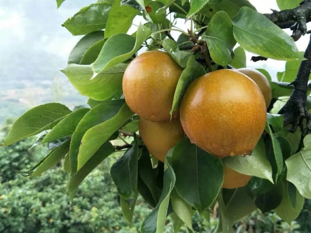 梨熟了!抚州这里竟然隐藏着大片梨园!口水流了一地!_黄花梨
