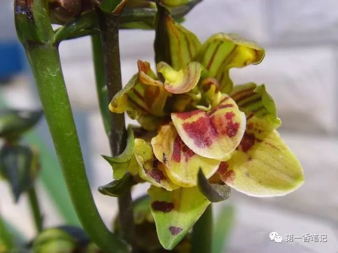 472曾经红极一时的墨兰今何在