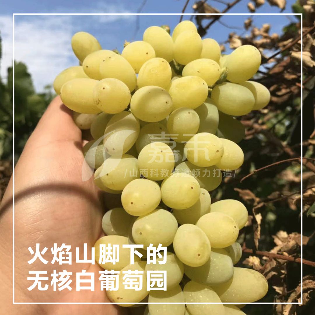 吃葡萄不吐葡萄皮这一口火焰山的甜你必须得尝尝