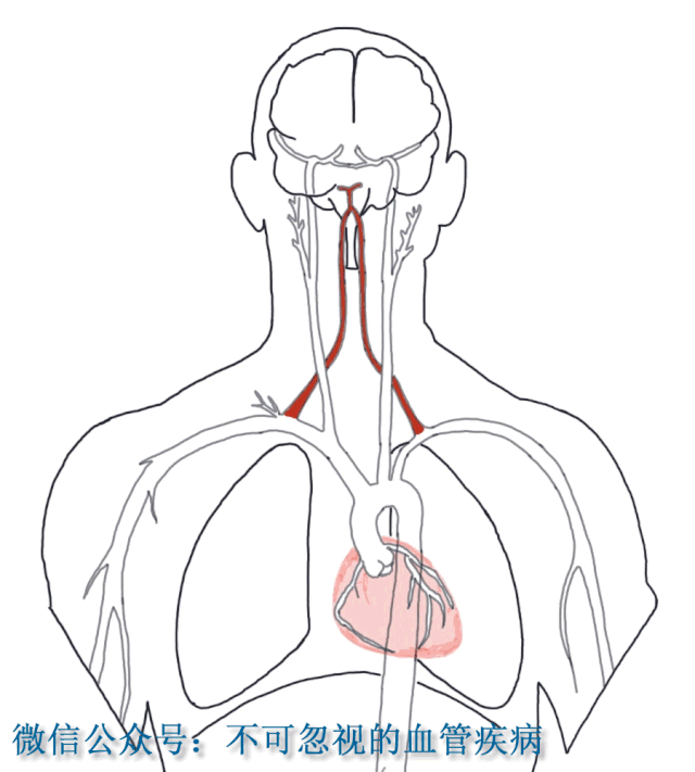 右锁骨下动脉解剖图图片