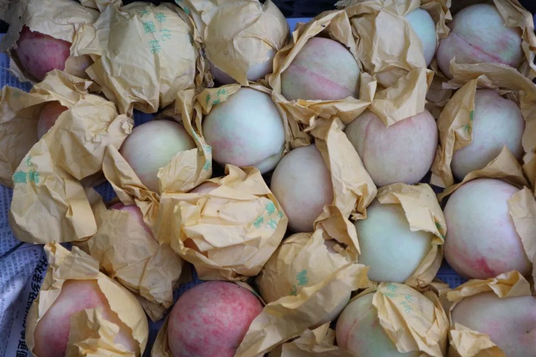 周巷的这片桃园挂果了有种黄金蜜露看看就流口水