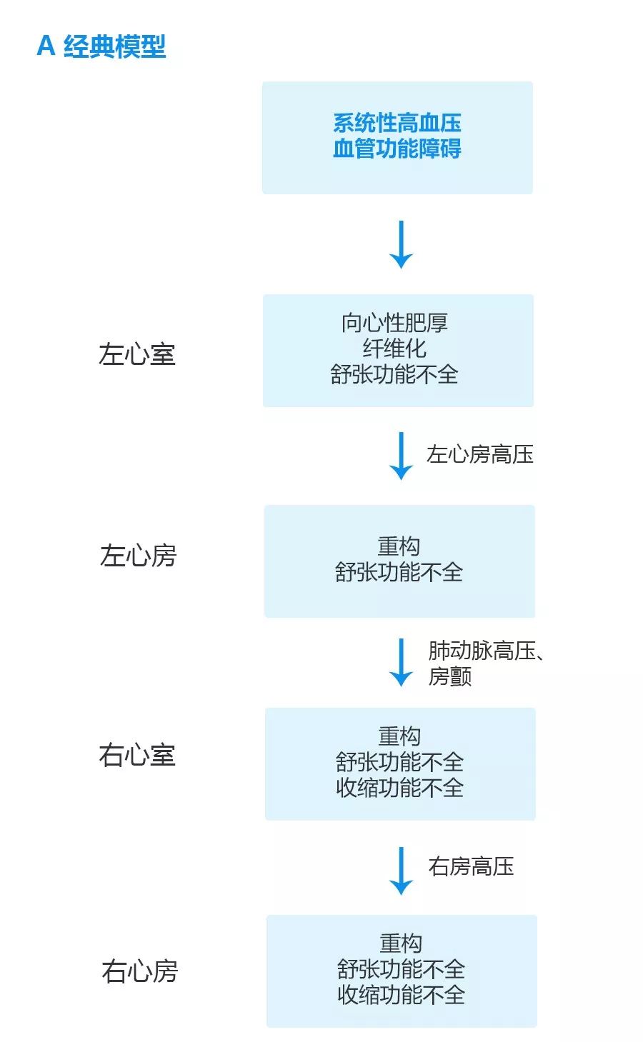 hfpef有共同的病理生理机制吗