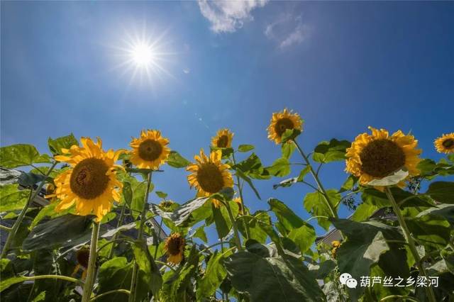 梁河龙盘新村盛夏的太阳花