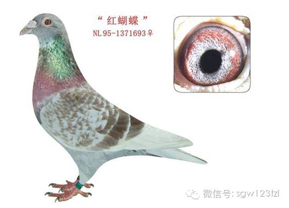 战斗机-荷兰中部吐威洛的罗曼鸽舍,在国际鸽坛与国内鸽友心目中拥有