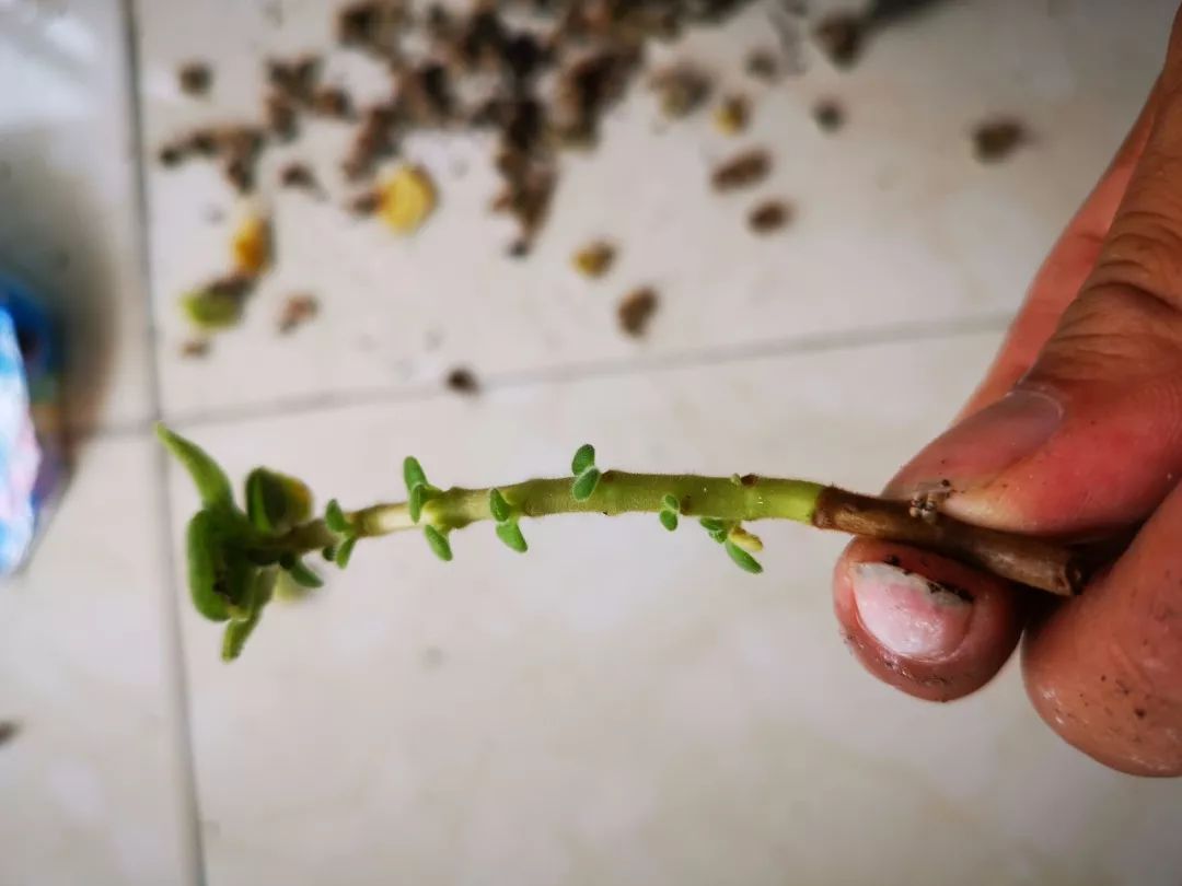 原创我养一年的碰碰香盆栽用这方法就能繁殖几十盆扦插培育特简单