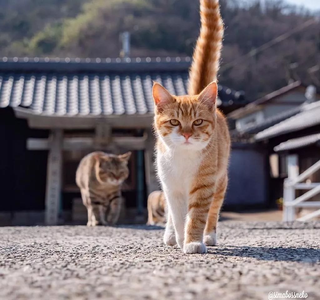 来自橘猫的凝视眼神很是凶猛
