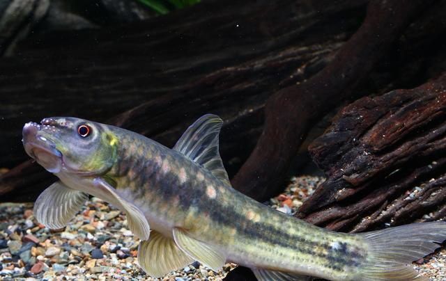 慈禧太后说它是"龙凤之肉",《山海经》里好吃的寐鱼是什么品种?_嘉鱼