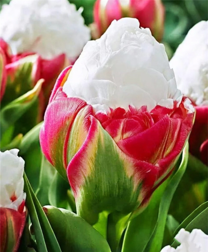 原创世界上最珍贵的三种花看上去像个冰淇淋实际价值不菲