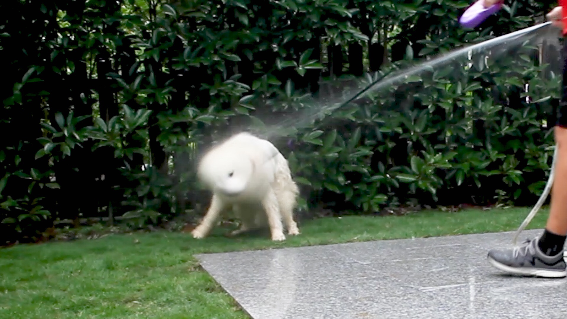 贪玩萨摩耶雨后踩泥巴,最后竟变成"金毛"?