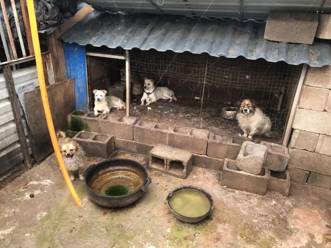 探访丽江流浪狗收容所这些现状让人揪心
