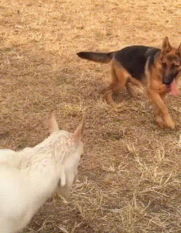 一只堵上尊严的羊,誓要与德牧一较高下,狗:是你飘了还是我老了