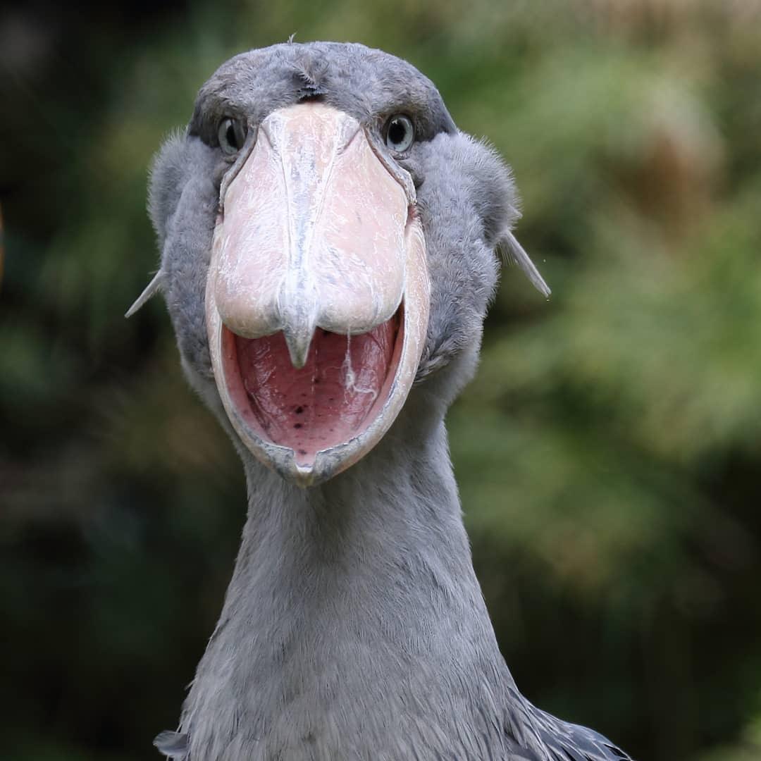 丑到深处自然萌的鲸头鹳