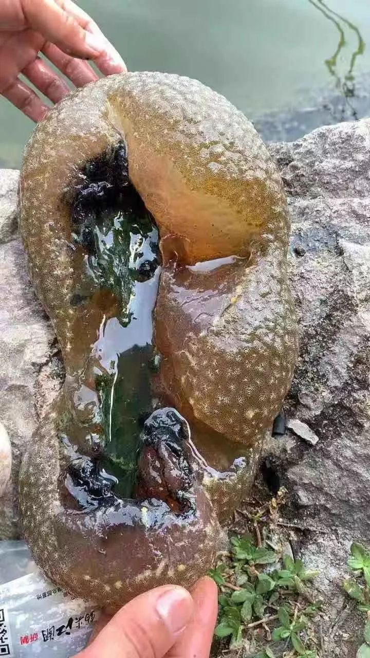 萧山网友发现不明生物!有人叫它"水太岁"