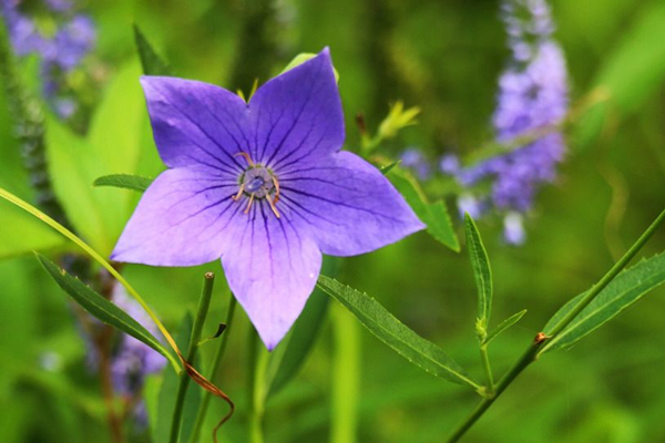 爱攀援的茑萝,适应性强,好养活,炎炎夏日,它开得最旺!_花卉