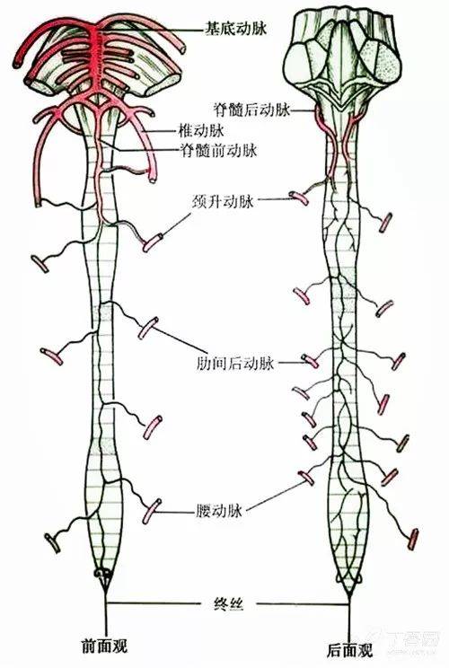 背部动脉分布图图片