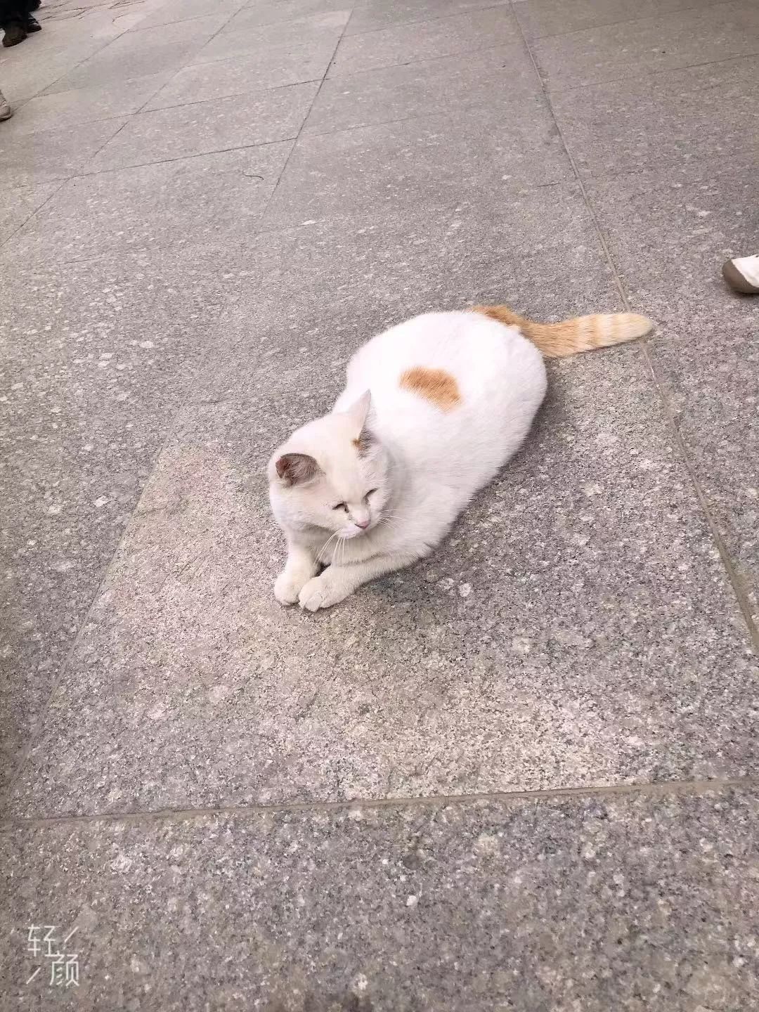 金簪插银瓶猫图片