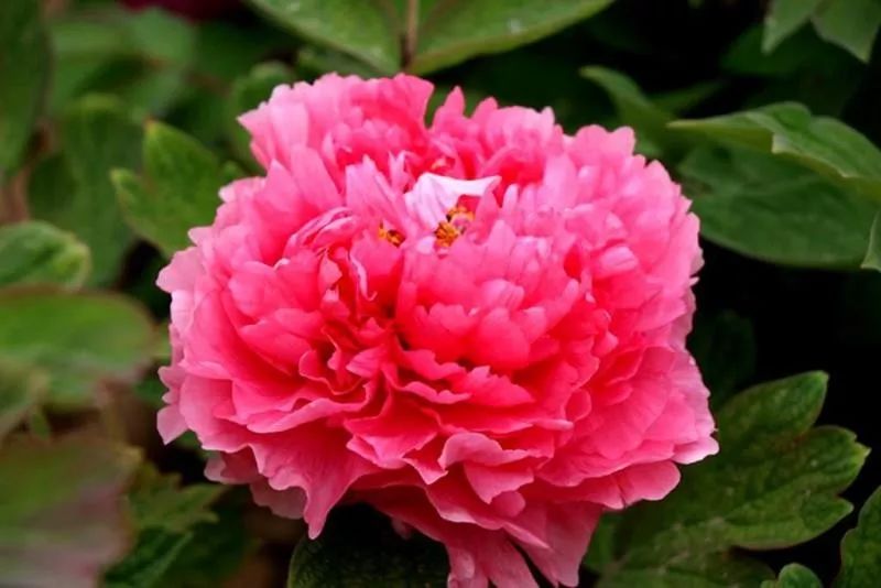 牡丹,我心中的国花!_中国