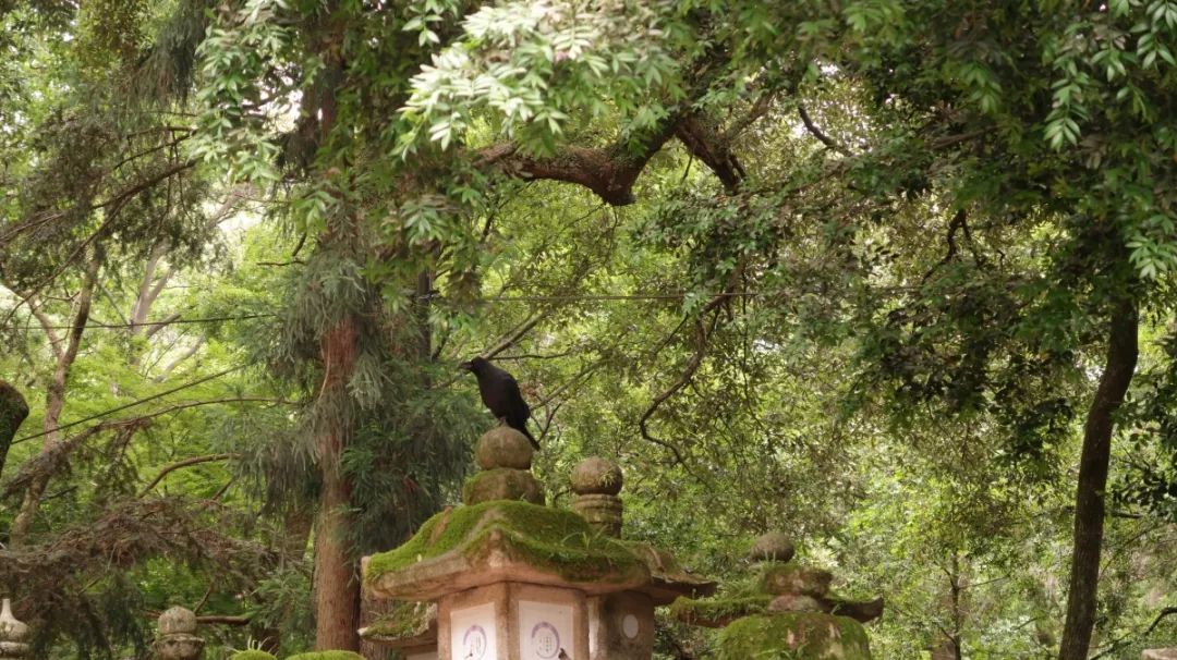 《那个夏天》,想起了千寻路过神明的石祠,到达主题公园的废弃建筑