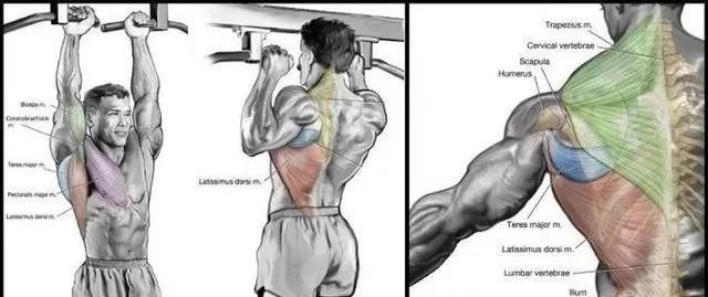 完整的引体向上攻略从简单到困难