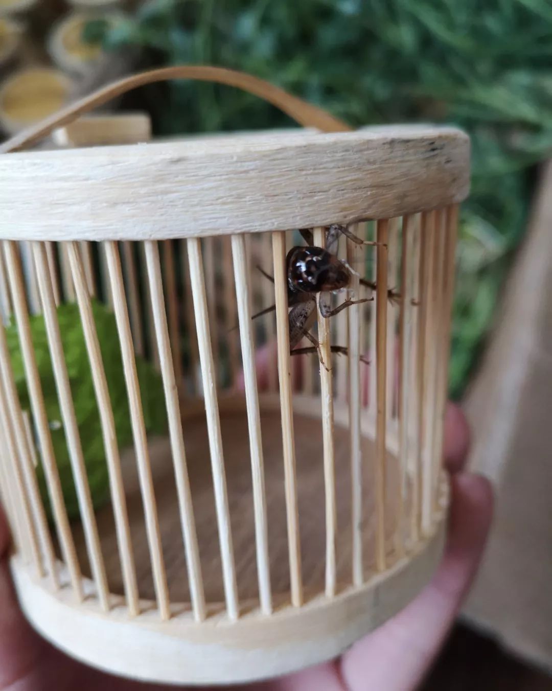 大暑黑头将军争霸赛