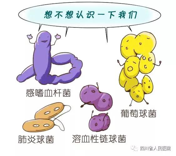 易感菌有很多种,常见的细菌有肺炎球菌,流感嗜血杆菌,溶血性链球菌