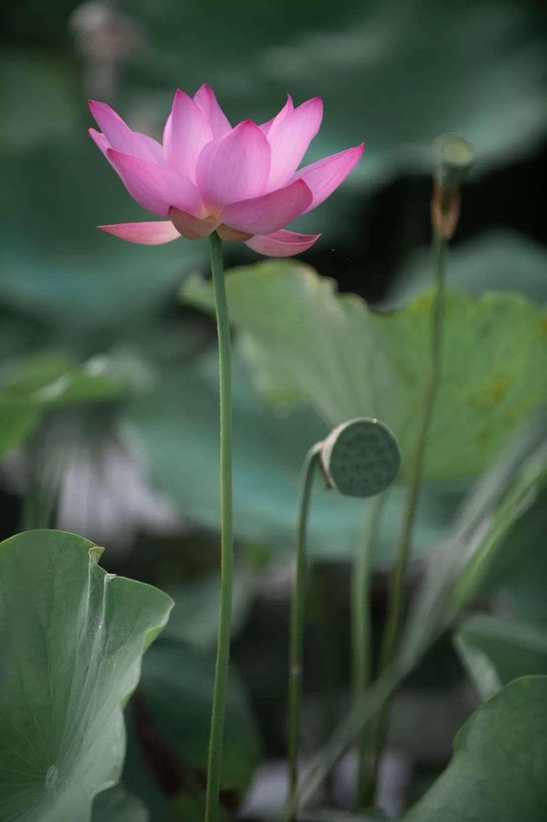 一池荷香半树蝉鸣繁星作伴禅意夜游拈花湾带你盛夏觅清凉