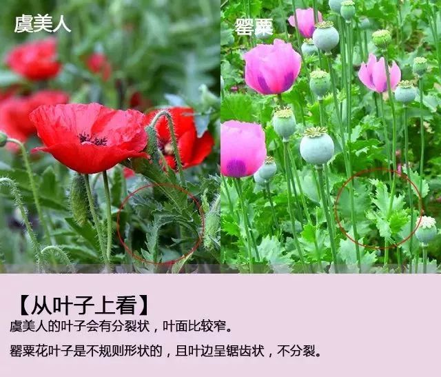 人文三阳川罂粟和虞美人要分清别因错种受处罚