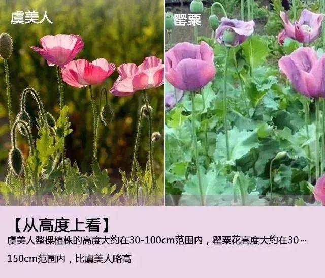 人文三阳川罂粟和虞美人要分清别因错种受处罚