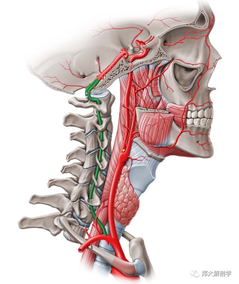 椎动脉位置真人图片图片