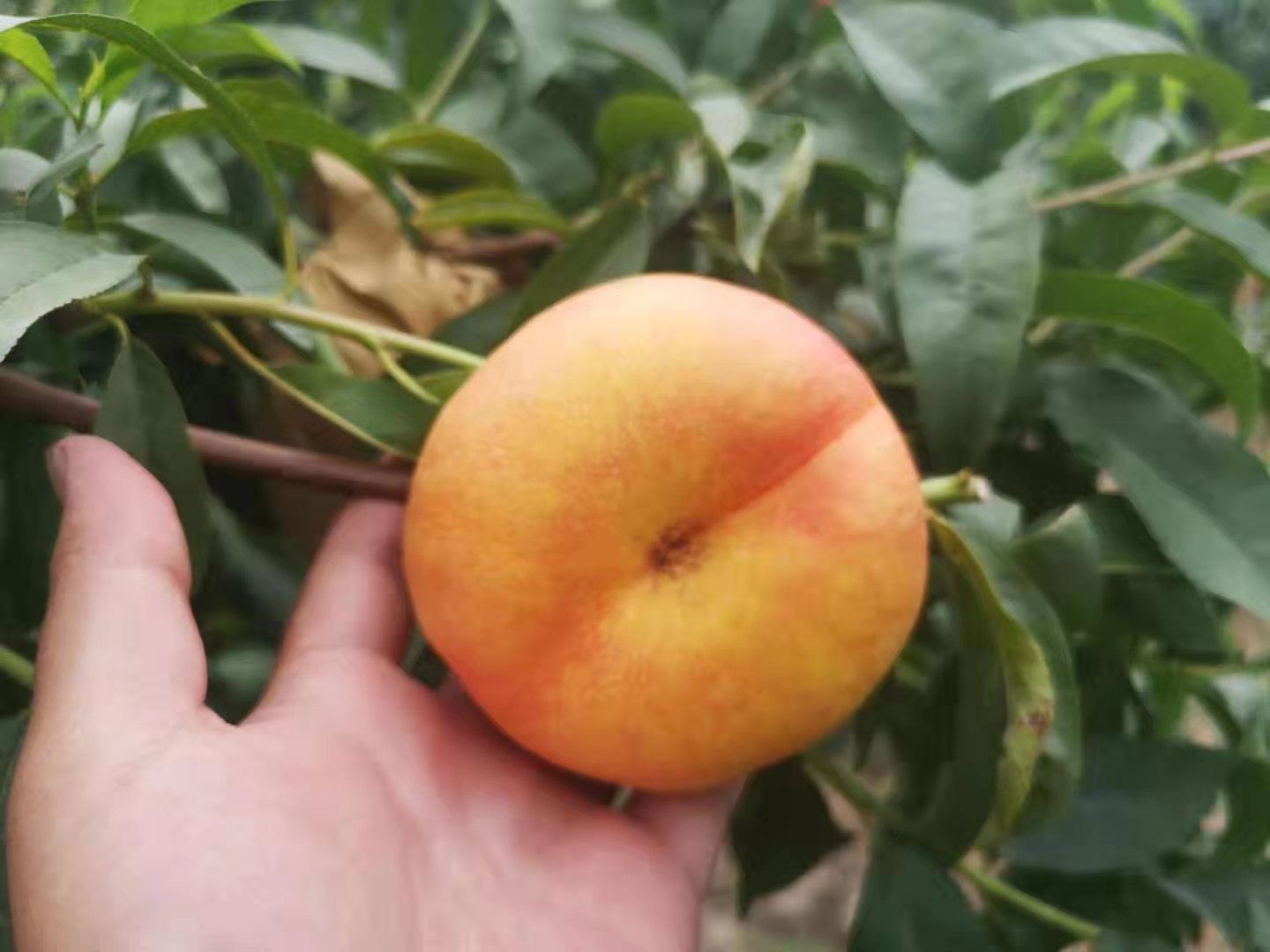 金霞早油蟠是由江苏省农业科学院选育的一个早熟油蟠桃.