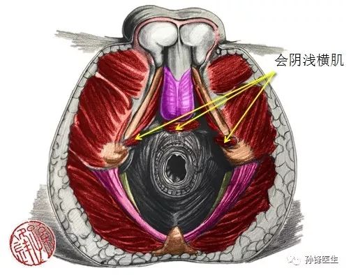 肌性組織,男性位於肛門與陰莖根之間,女性位於肛門與陰道前庭後端之間