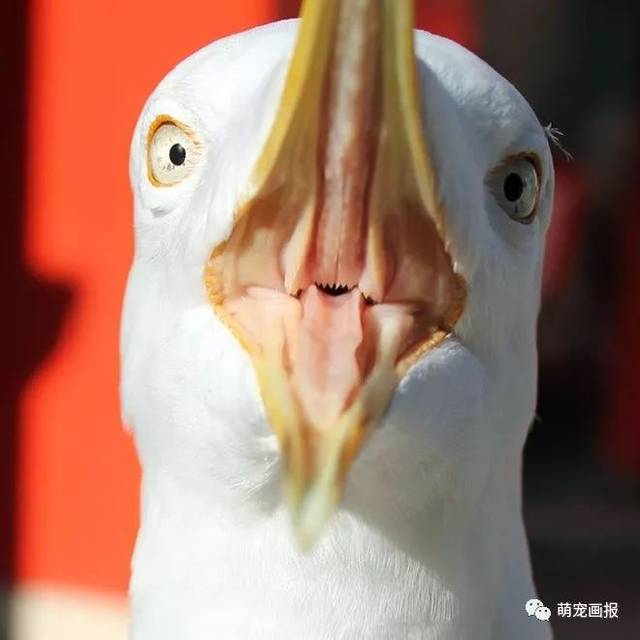 当鸟类把嘴张开的时候你可不要被吓到啊