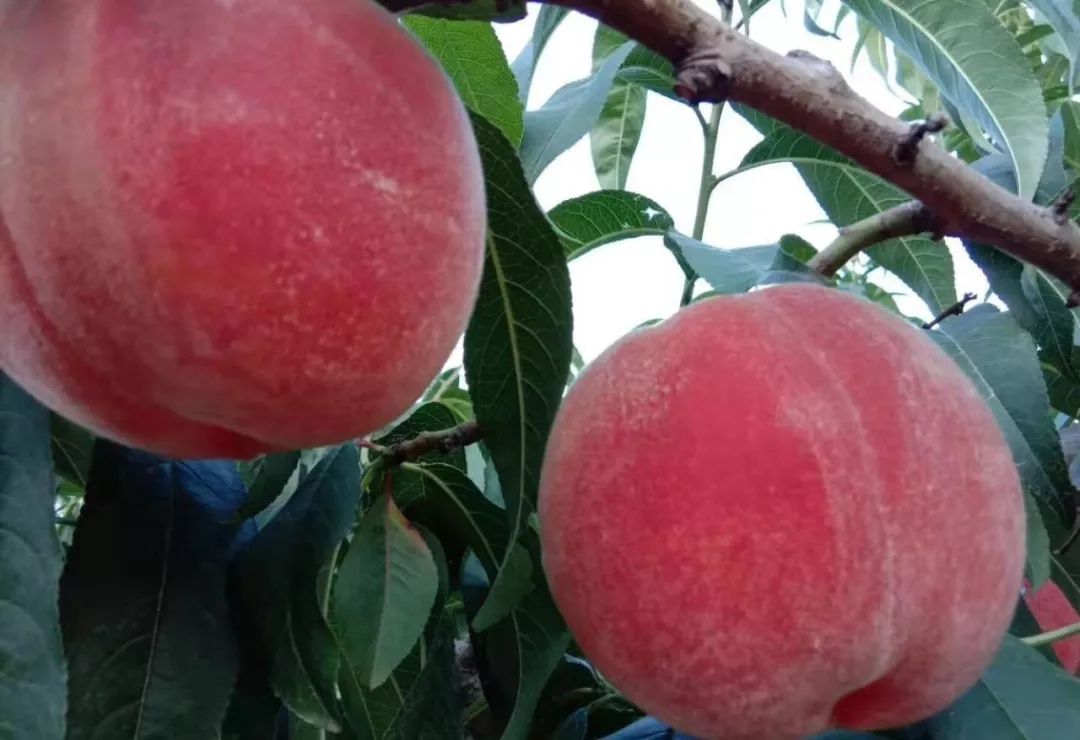 霸气央视上的秦安蜜桃霸屏16分钟早知有秦安蜜桃何必去大闹天宫