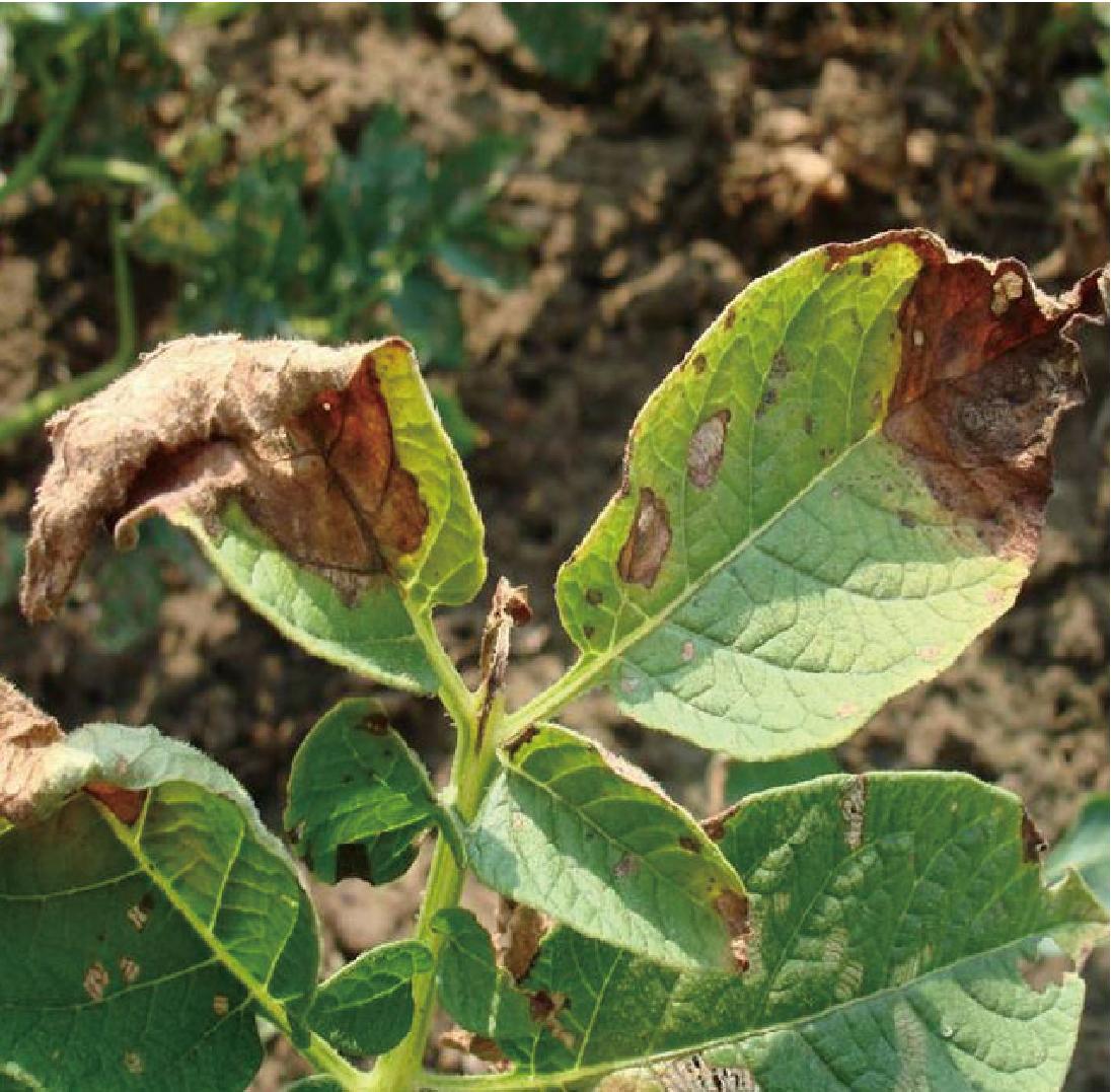 原创马铃薯晚疫病有哪些特点如何预防掌握发生特点多种措施预防