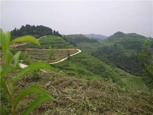 关于农村致富路有哪些项目小投资高利润的的信息