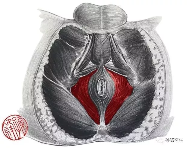 提肛肌解剖图片