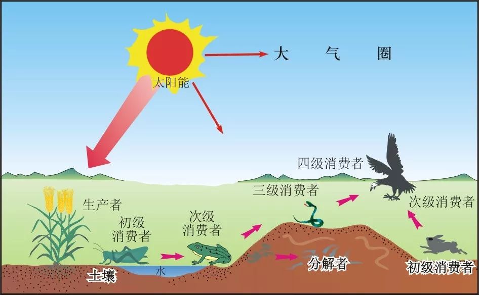 生产者消费者分解者图片