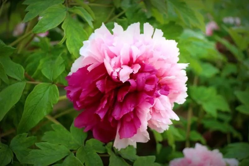 牡丹,我心中的国花!_中国