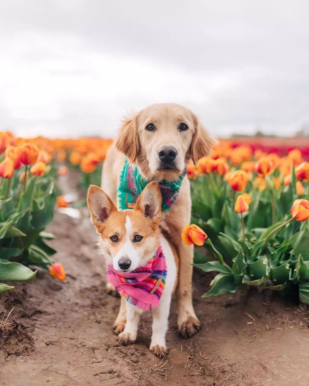 狗狗和风景,难道不是最有幸福感的搭配吗?