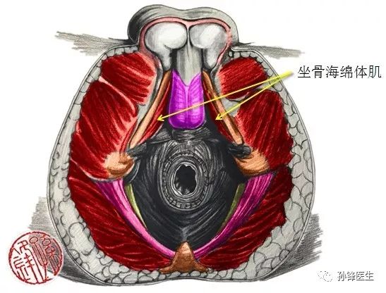 图(17):坐骨海绵体肌