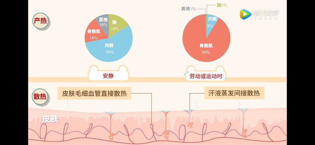 人体产热和散热的不同方式01在不同部位测量,得到的值也略有不同.