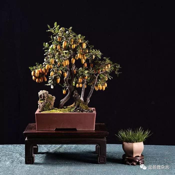 盆景万象第九期盆景老黄牛秦德然