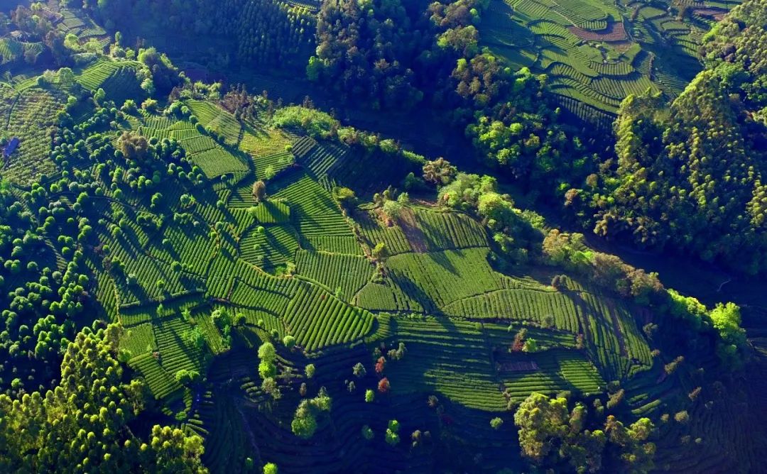 绿色打底雅安迎来生态文化旅游融合发展新时代