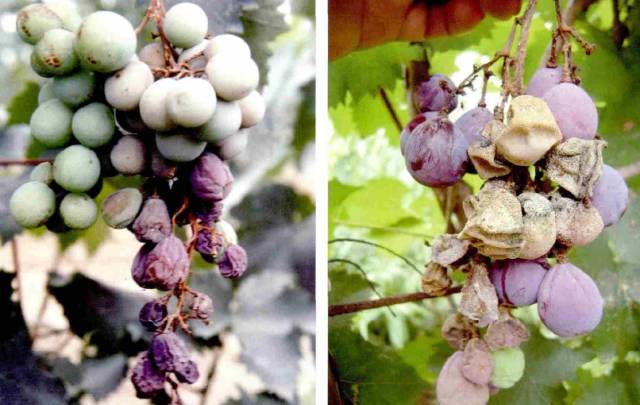 请注意葡萄水罐子病正在爆发