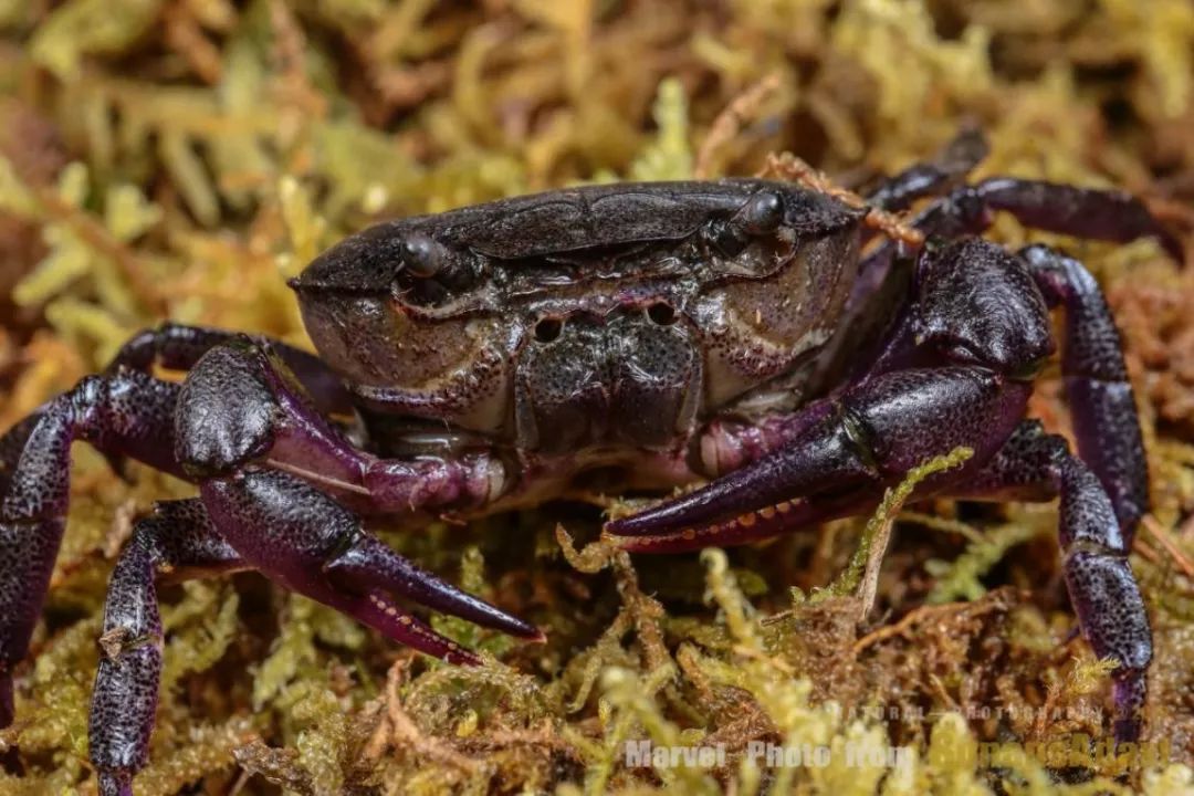 数一数,风格各异的溪蟹.