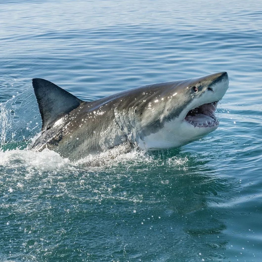 尼加拉瓜湖鲨鱼图片