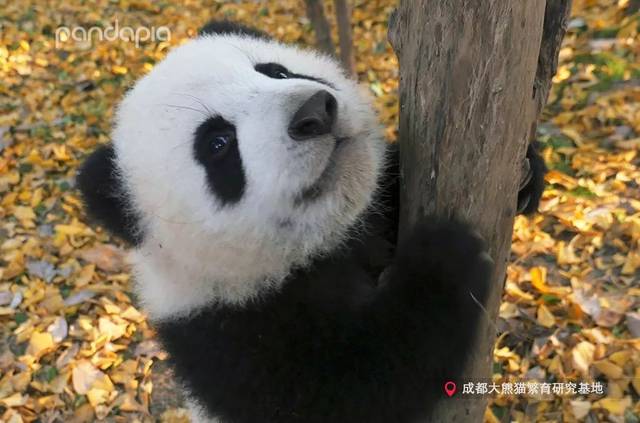 今年年初,小馨告别了幼年园的小伙伴们,搬家到了陕西省珍稀野生动物